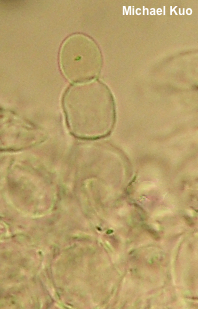 Leccinum albellum