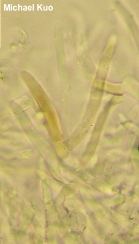 Leccinum holopus