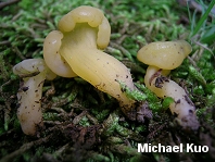 Leotia lubrica