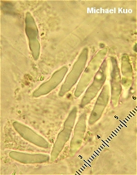 Leotia lubrica