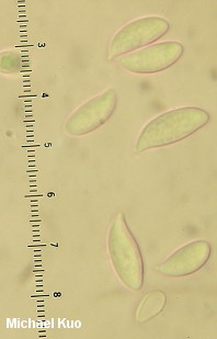Lepiota clypeolaria