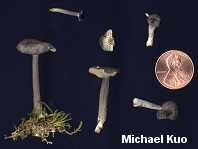 Entoloma nigroviolaceum