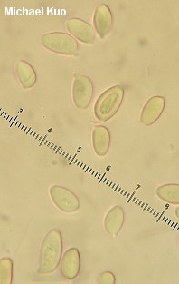 Leucoagaricus leucothites
