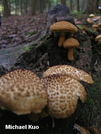 Leucopholiota decorosa