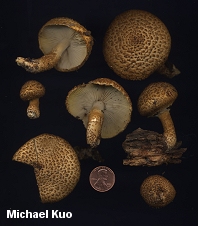 Leucopholiota decorosa