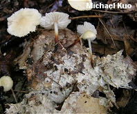 Marasmius delectans