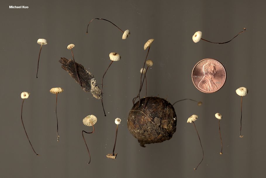 Marasmius rotula