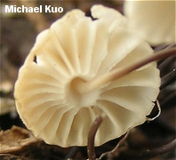 Marasmius rotula