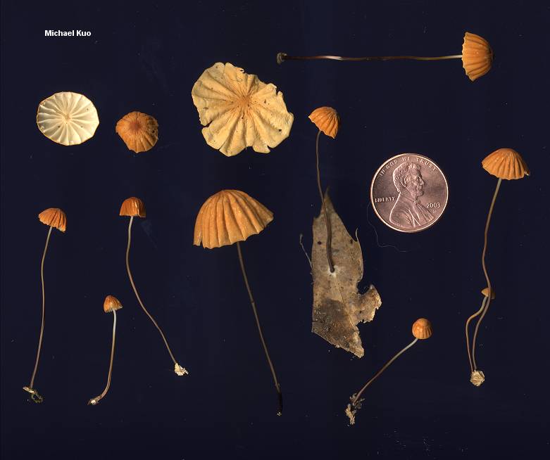 Marasmius siccus