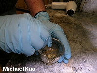 Meixner Test