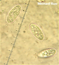 Microstoma floccosum