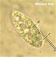 Microstoma floccosum