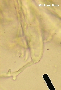 Microstoma floccosum