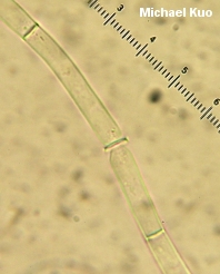 Microstoma floccosum