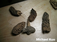 Morchella hotsonii