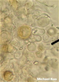 Mycetinis scorodonius