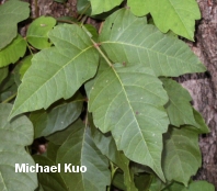 Poison Ivy