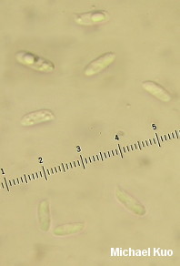 Polyporus umbellatus