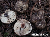 Russula dissimulans