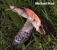 Russula dissimulans