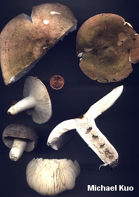 Russula variata