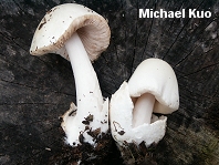 Volvariella speciosa
