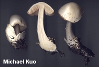 Volvariella speciosa