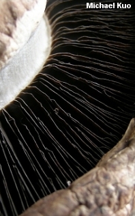 Gills of Agaricus bisporus