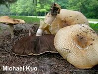 Agaricus nanaugustus