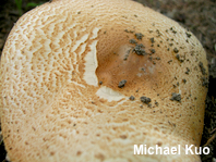 Agaricus nanaugustus