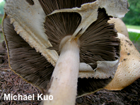 Agaricus nanaugustus