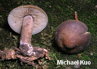 Agrocybe firma