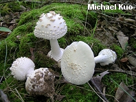 Amanita abrupta