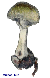 Amanita phalloides