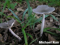 Amanita vaginata