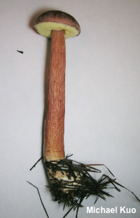 Aureoboletus projectellus