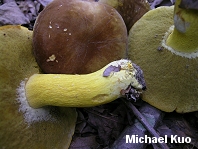 Boletus auripes