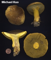 Boletus auripes