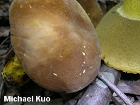 Boletus auripes