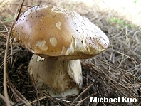 Boletus edulis var grandedulis