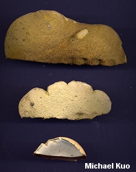 Boletus sp.