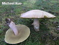 Boletus sp.