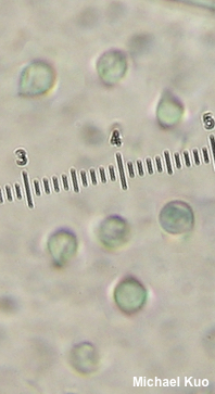 Byssocorticium atrovirens