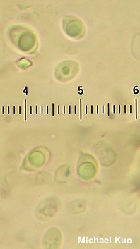 Callistosporium purpureomarginatum