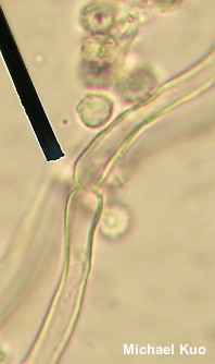 Calvatia cyathiformis