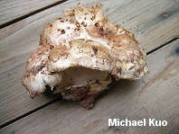 Catathelasma imperiale