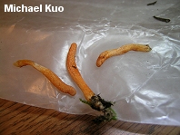 Cordyceps militaris