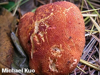 Cystoderma cinnabarinum