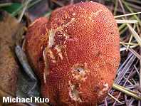 Cystoderma cinnabarinum