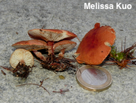 Cystodermella adnatifolia